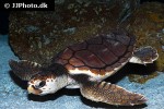caretta caretta loggerhead sea turtle caretta caretta loggerhead sea turtle