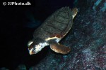 caretta caretta loggerhead sea turtle caretta caretta loggerhead sea turtle