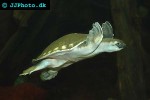carettochelys insculpta pignosed turtle carettochelys insculpta pignosed turtle
