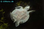 carettochelys insculpta pignosed turtle carettochelys insculpta pignosed turtle