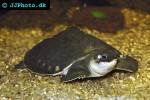 carettochelys insculpta pignosed turtle carettochelys insculpta pignosed turtle