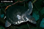 carettochelys insculpta pignosed turtle carettochelys insculpta pignosed turtle