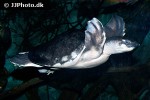 carettochelys insculpta pignosed turtle carettochelys insculpta pignosed turtle