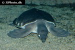 carettochelys insculpta pignosed turtle carettochelys insculpta pignosed turtle