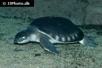carettochelys insculpta pignosed turtle carettochelys insculpta pignosed turtle