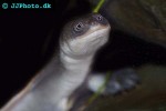 chelodina mccordi roti island snake necked turtle chelodina mccordi roti island snake necked turtle