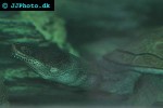 chelodina siebenrockii siebenrock s snake necked turtle chelodina siebenrockii siebenrock s snake necked turtle