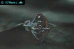 chelodina siebenrockii siebenrock s snake necked turtle chelodina siebenrockii siebenrock s snake necked turtle