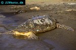chelonia mydas green sea turtle chelonia mydas green sea turtle
