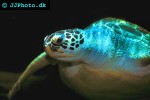 chelonia mydas green sea turtle chelonia mydas green sea turtle