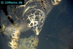 chelonia mydas green sea turtle chelonia mydas green sea turtle