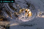 chelonia mydas green sea turtle chelonia mydas green sea turtle