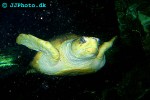 chelonia mydas green sea turtle chelonia mydas green sea turtle