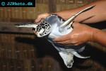 chelonia mydas green sea turtle chelonia mydas green sea turtle