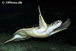 chelonia mydas green sea turtle chelonia mydas green sea turtle