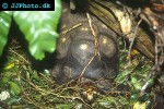 chelonoidis carbonarius southamerican red footed turtle chelonoidis carbonarius southamerican red footed turtle