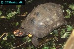 chelonoidis carbonarius southamerican red footed turtle chelonoidis carbonarius southamerican red footed turtle