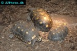 chelonoidis carbonarius southamerican red footed turtle chelonoidis carbonarius southamerican red footed turtle