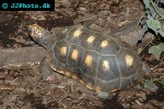 chelonoidis carbonarius southamerican red footed turtle chelonoidis carbonarius southamerican red footed turtle