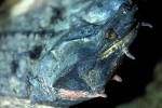 chelus fimbriata mata mata chelus fimbriata mata mata