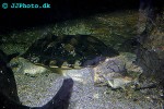 chelus fimbriata mata mata chelus fimbriata mata mata