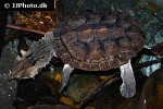 chelus fimbriata mata mata chelus fimbriata mata mata