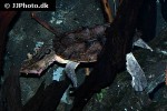 chelus fimbriata mata mata chelus fimbriata mata mata