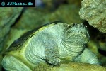 chelydra serpentina snapping turtle chelydra serpentina snapping turtle