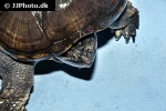 chelydra serpentina snapping turtle chelydra serpentina snapping turtle