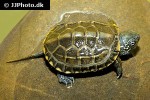 chinemys reevesii chinese pond turtle chinemys reevesii chinese pond turtle