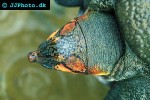 chitra indica narrowhead softshell turtle chitra indica narrowhead softshell turtle