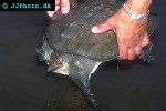 chitra indica narrowhead softshell turtle chitra indica narrowhead softshell turtle