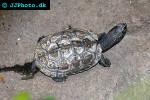 cuora amboinensis malayan box turtle cuora amboinensis malayan box turtle
