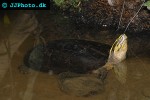 cuora amboinensis malayan box turtle cuora amboinensis malayan box turtle