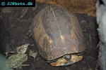 cuora galbinifrons flowerback box turtle cuora galbinifrons flowerback box turtle
