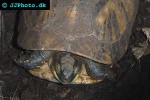 cuora galbinifrons flowerback box turtle cuora galbinifrons flowerback box turtle