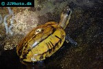 cuora galbinifrons flowerback box turtle cuora galbinifrons flowerback box turtle