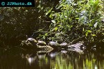 dermatemys mawi central american river turtle dermatemys mawi central american river turtle
