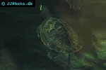 emydura australis australian big headed turtle emydura australis australian big headed turtle