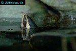 emydura australis australian big headed turtle emydura australis australian big headed turtle