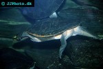 emydura australis australian big headed turtle emydura australis australian big headed turtle