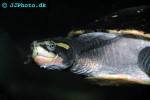 emydura australis australian big headed turtle emydura australis australian big headed turtle