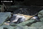 emydura australis australian bigheaded turtle emydura australis australian bigheaded turtle