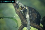 emys orbicularis european pond turtle emys orbicularis european pond turtle