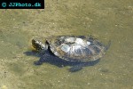 emys orbicularis european pond turtle emys orbicularis european pond turtle