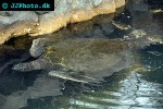 eretmochelys imbricata hawksbill turtle eretmochelys imbricata hawksbill turtle