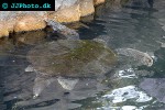 eretmochelys imbricata hawksbill turtle eretmochelys imbricata hawksbill turtle
