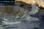 eretmochelys imbricata hawksbill turtle eretmochelys imbricata hawksbill turtle