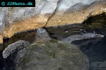 eretmochelys imbricata hawksbill turtle eretmochelys imbricata hawksbill turtle