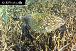 eretmochelys imbricata hawksbill turtle eretmochelys imbricata hawksbill turtle